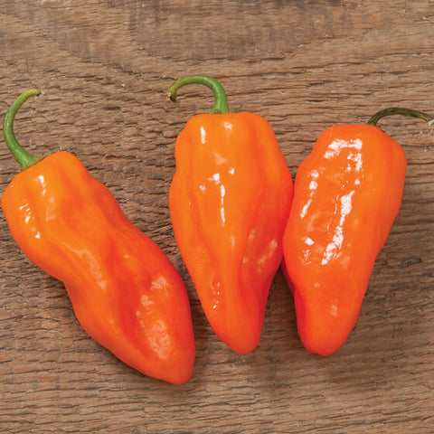 Helios Habanero