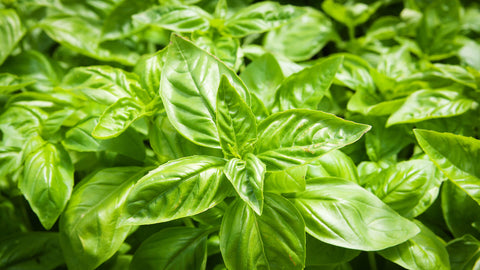 Basil - 2 clusters