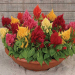 Celosia Ice Cream MIx