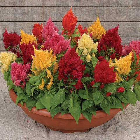 Celosia Ice Cream MIx