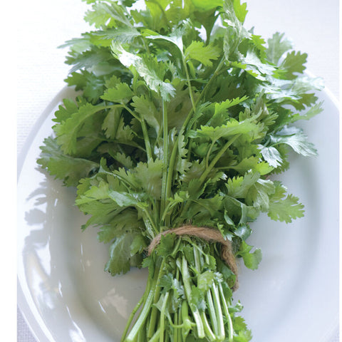 Cilantro (Coriander) - 2 clusters